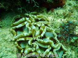 THe Inside Reef at Lauderdale by the sea by Michael Kovach 